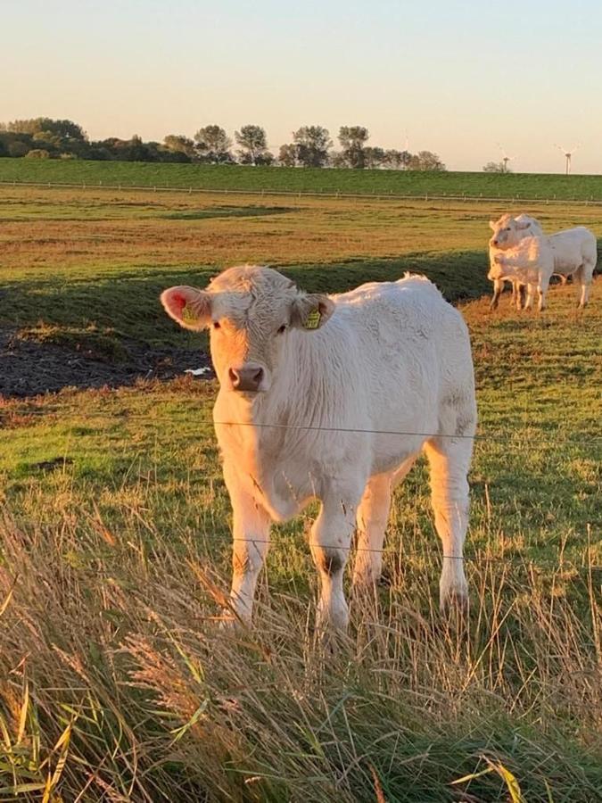 Ferienwohnung Hein Am Nordseedeich Butjadingen Exterior foto